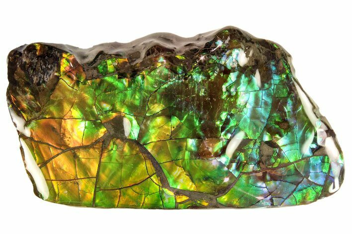 Flashy Ammolite (Fossil Ammonite Shell) - Alberta, Canada #264857